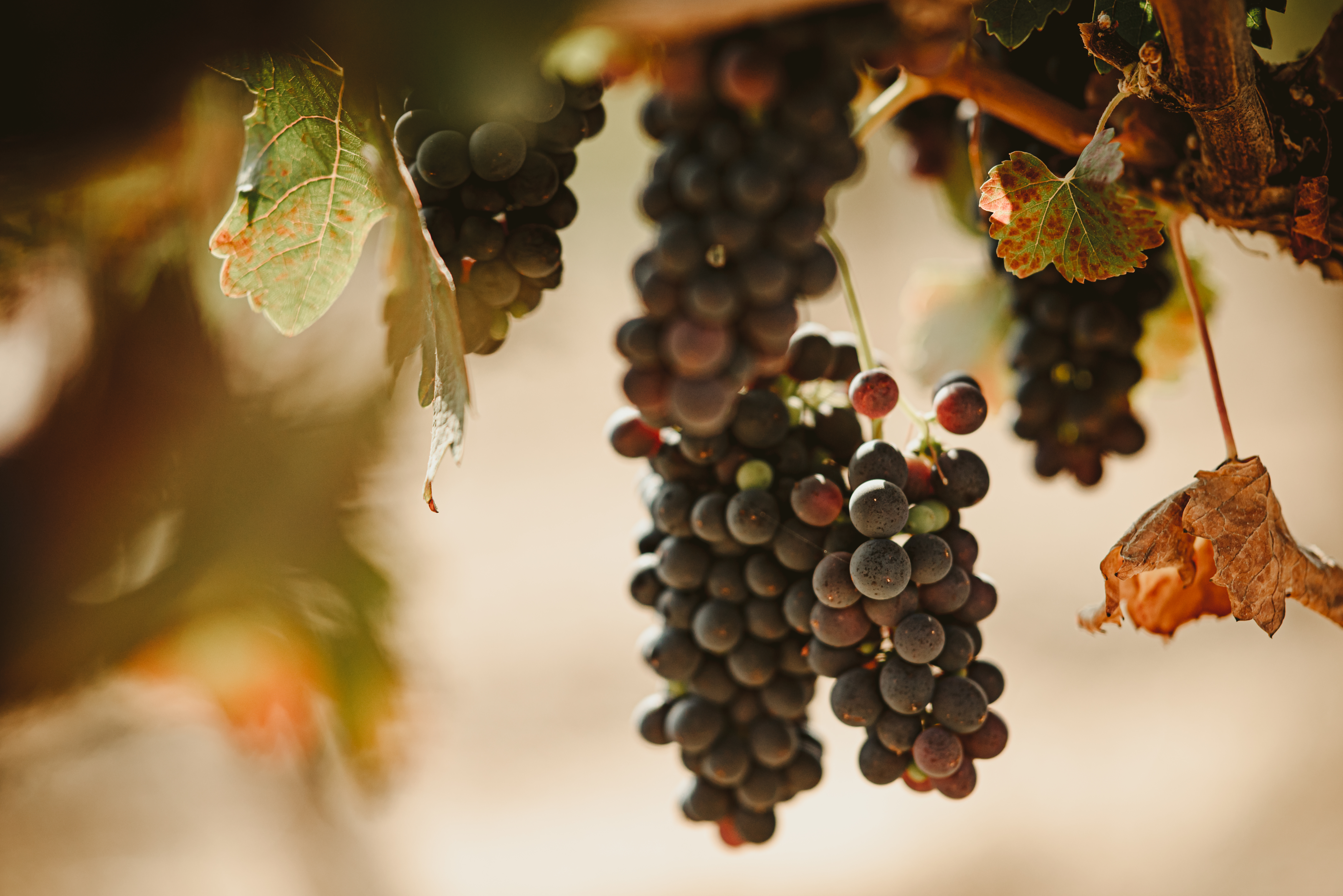 closeup of grape cluster on the vine